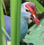 Grey-headed Swamphen