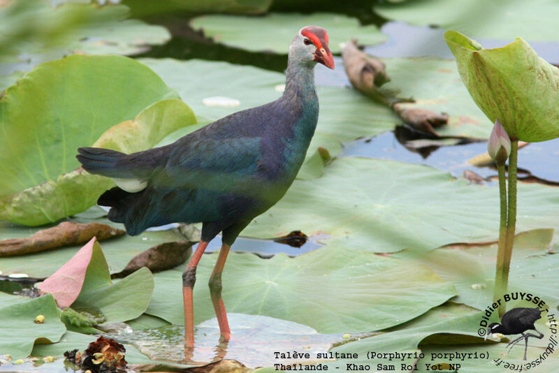 Grey-headed Swamphen