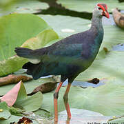 Grey-headed Swamphen