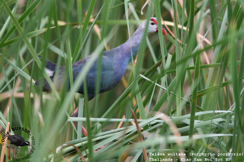 Western Swamphenadult breeding