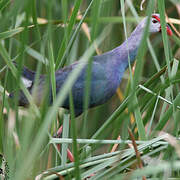 Western Swamphen