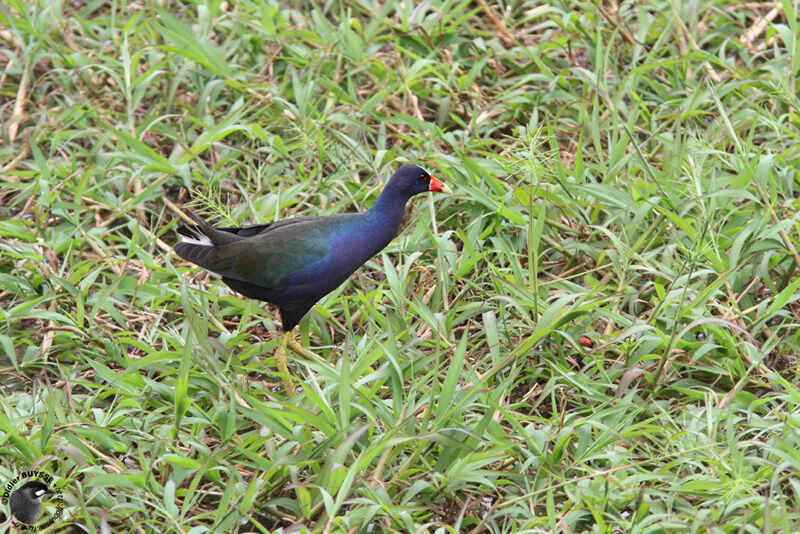 Talève violacéeadulte, identification