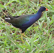 Purple Gallinule