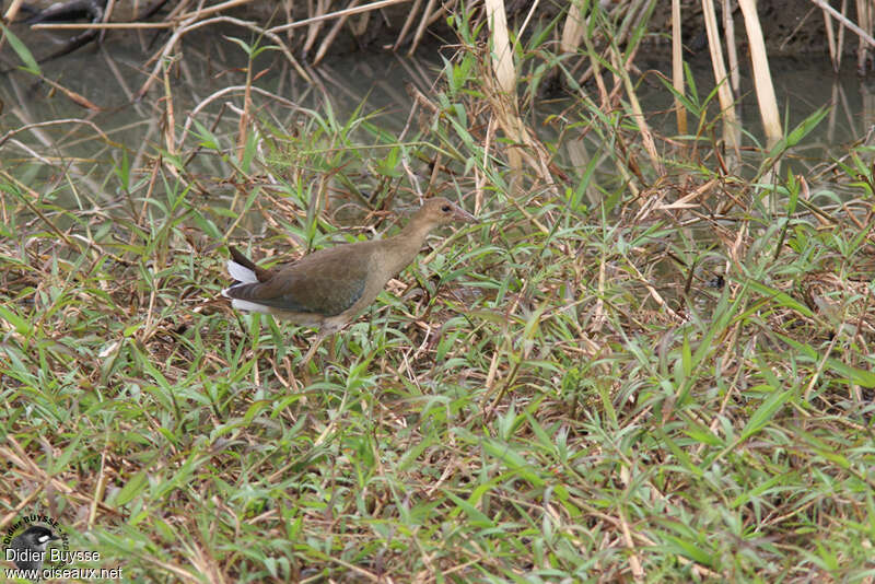 Purple GallinuleFirst year, identification