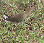 Purple Gallinule