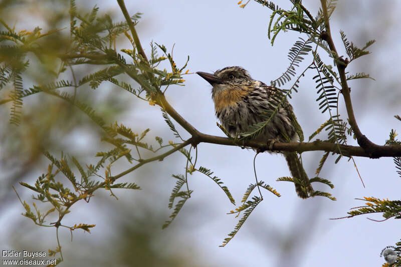 Chaco Puffbirdadult, habitat, pigmentation