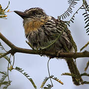 Chaco Puffbird