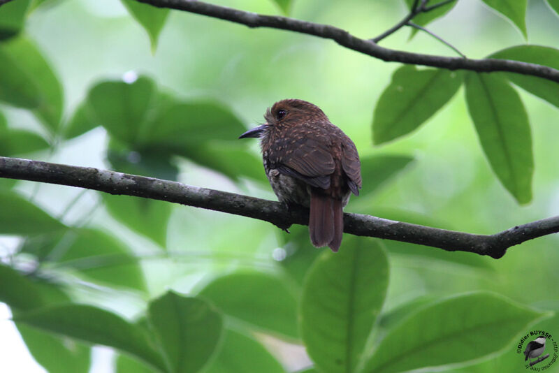 White-whiskered Puffbird female adult, identification