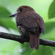 White-whiskered Puffbird