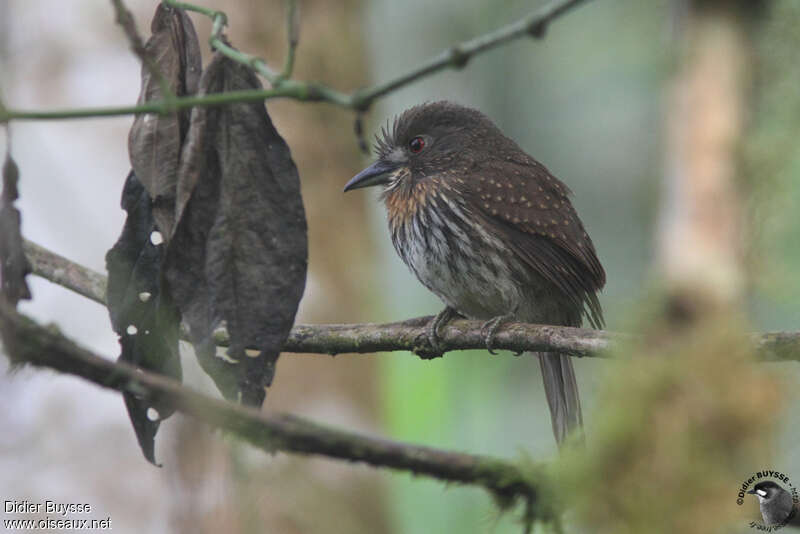 Tamatia de Lafresnayeadulte, identification