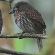 White-whiskered Puffbird