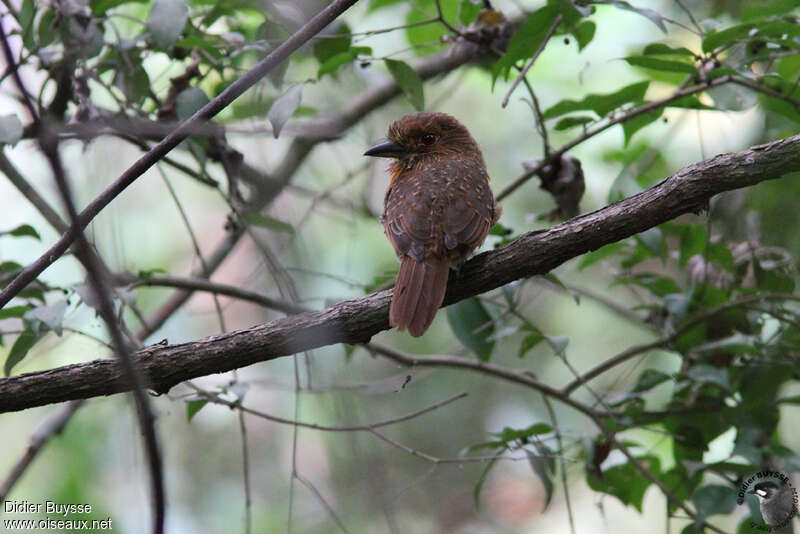 White-whiskered Puffbird male adult, habitat, pigmentation