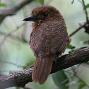 White-whiskered Puffbird