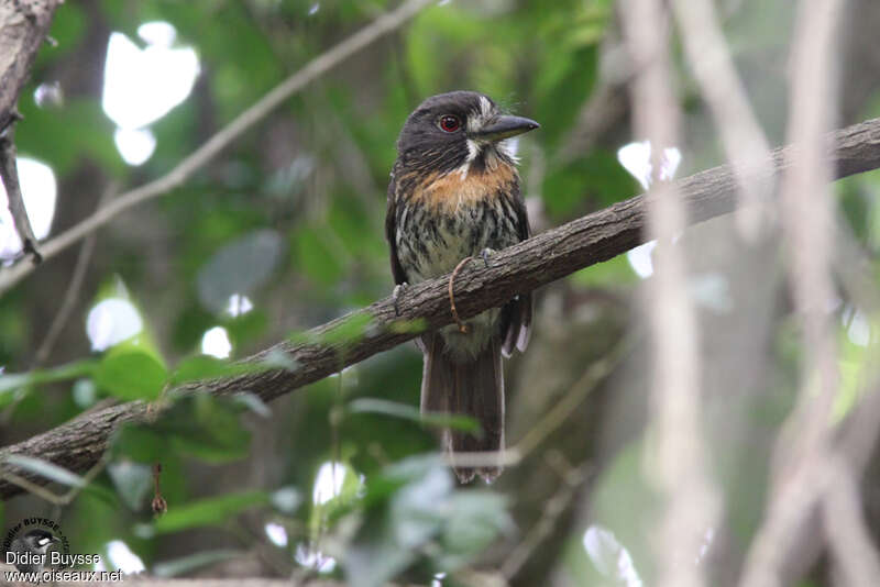 White-whiskered Puffbirdadult, identification