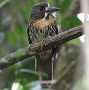 White-whiskered Puffbird