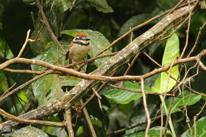 Chestnut-capped Puffbirdadult, identification