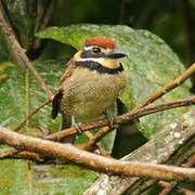 Chestnut-capped Puffbird