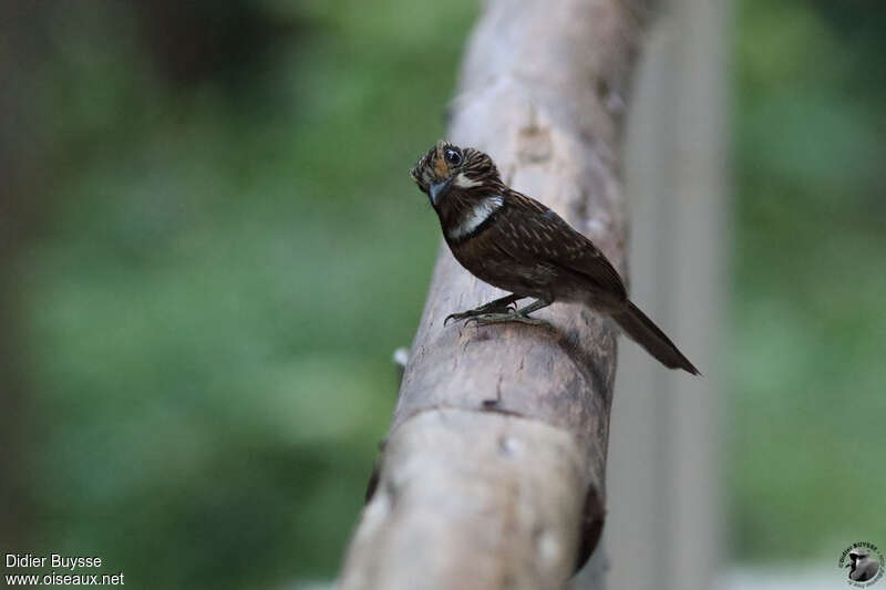 Crescent-chested Puffbirdadult, identification