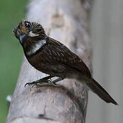 Crescent-chested Puffbird