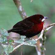 Silver-beaked Tanager