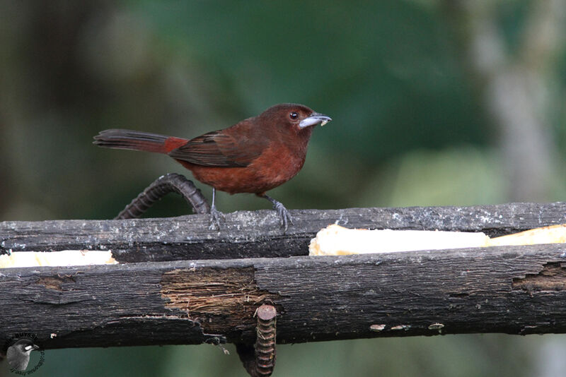 Silver-beaked Tanager female adult breeding, identification