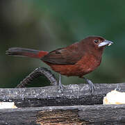 Silver-beaked Tanager