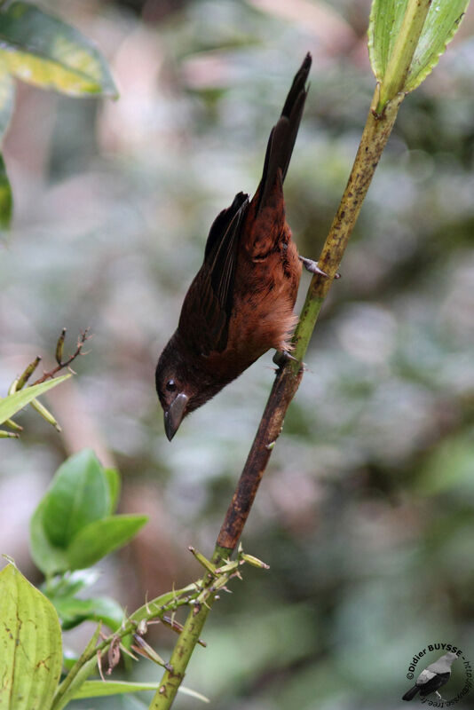 Silver-beaked Tanager female adult, identification