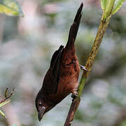 Silver-beaked Tanager