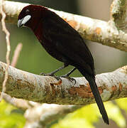 Silver-beaked Tanager