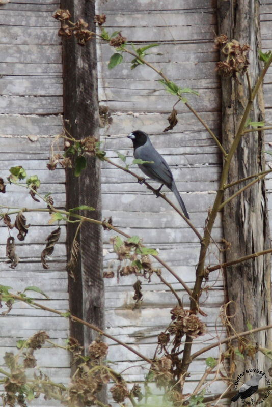 Tangara à camailadulte, identification