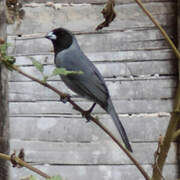 Black-faced Tanager