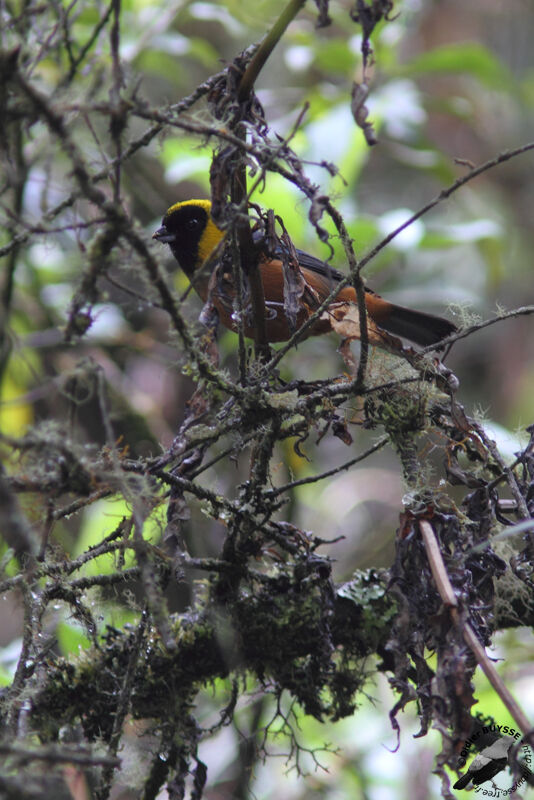 Golden-collared Tanageradult, identification