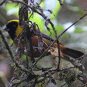 Golden-collared Tanager