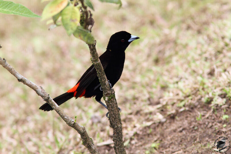 Scarlet-rumped Tanager male adult, identification
