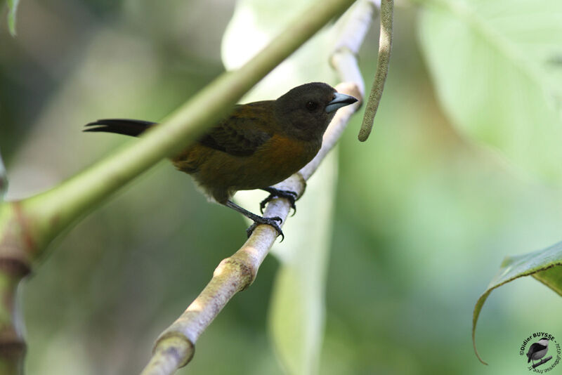 Scarlet-rumped Tanager female, identification