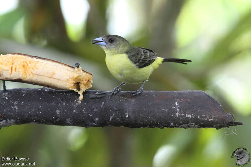 Lemon-rumped Tanager female adult, identification