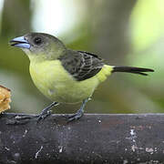 Lemon-rumped Tanager