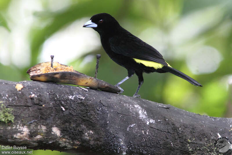 Tangara à dos citron mâle adulte, identification