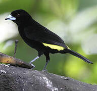 Lemon-rumped Tanager