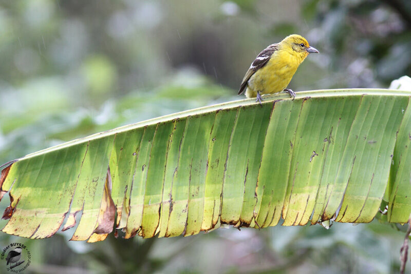 Flame-colored Tanager female adult, identification