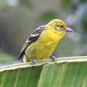 Flame-colored Tanager