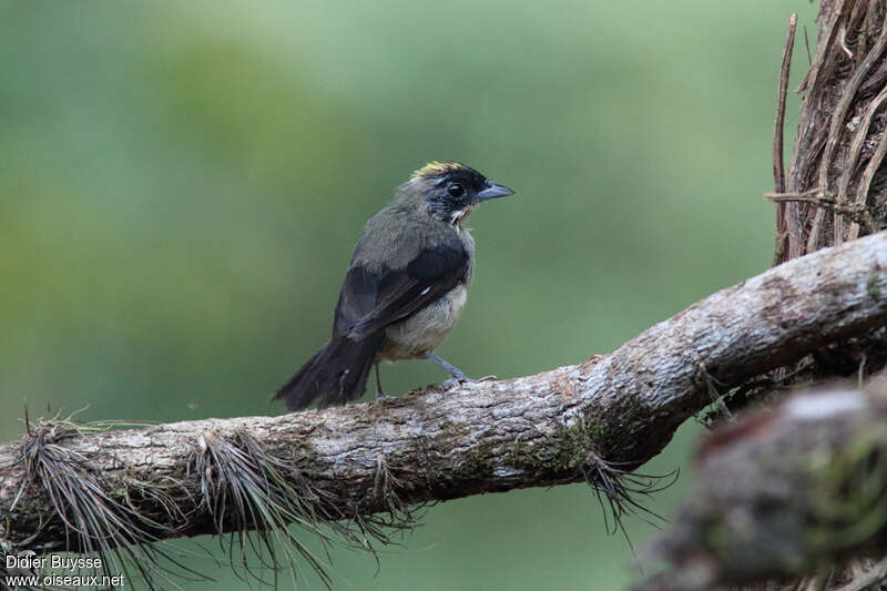 Tangara à front noirimmature, identification