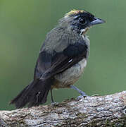 Black-goggled Tanager