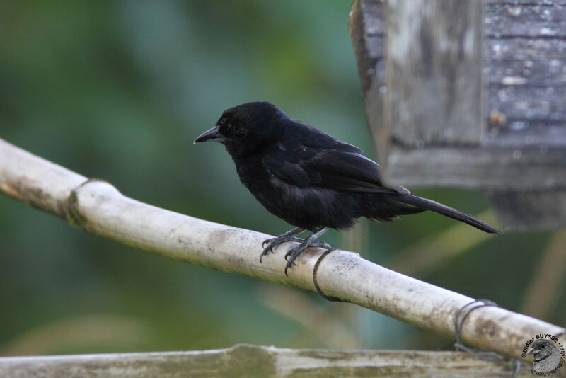 White-lined Tanager male adult, identification