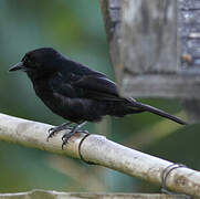 White-lined Tanager