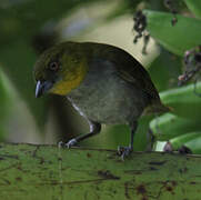 Yellow-throated Chlorospingus