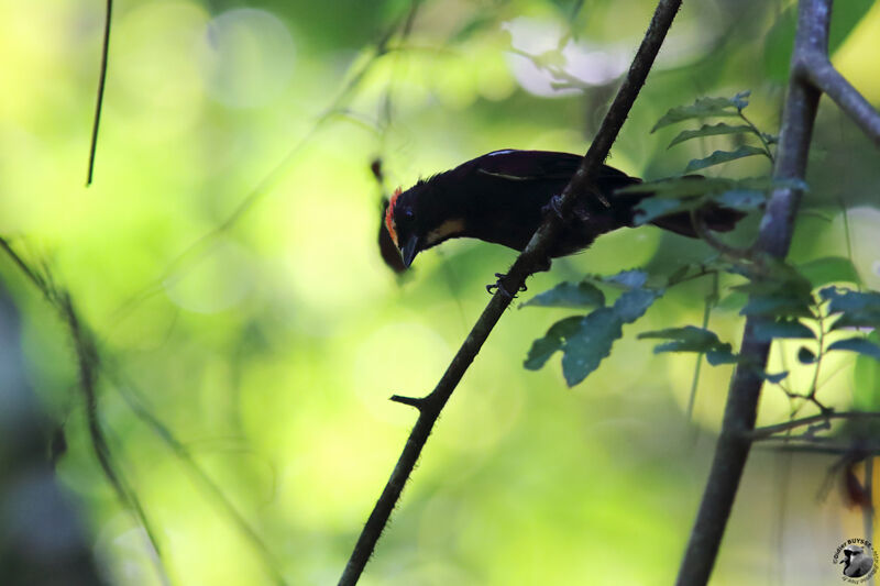 Flame-crested Tanager male adult, identification