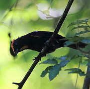 Flame-crested Tanager