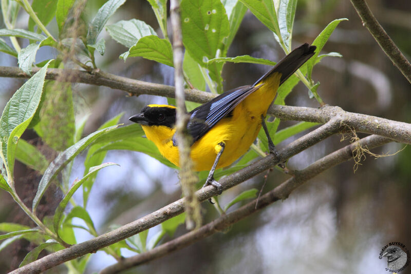 Blue-winged Mountain Tanageradult, identification