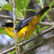 Blue-winged Mountain Tanager